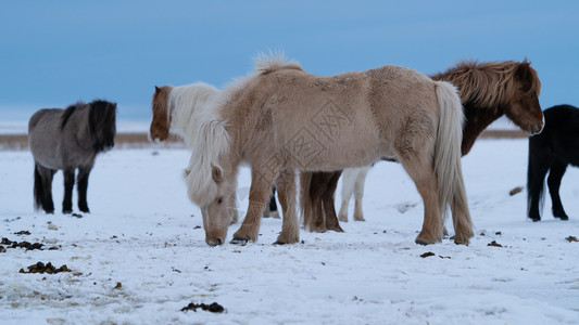 冰岛的传统马冰古老匹EquusCaballus目的地天空主题图片
