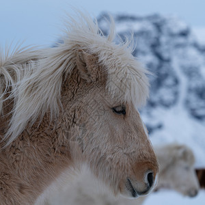 荒野地方病冰岛的传统马冰古老匹EquusCaballus欧洲图片