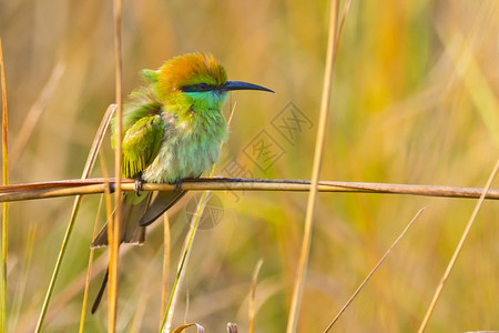 食蜂鸟类学绿色食蜜蜂者Meropsorientalis皇家Bardia公园巴迪亚公园尼泊尔亚洲观鸟图片