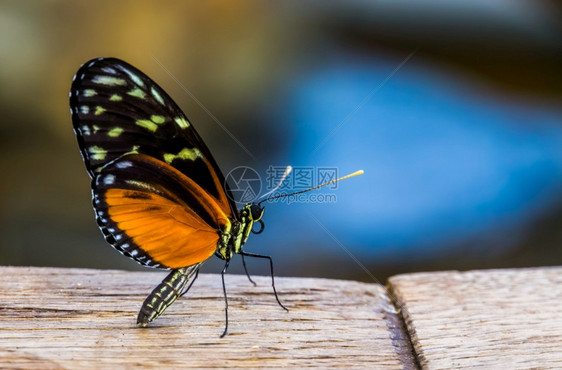 吸食花粉的虎斑蝴蝶图片