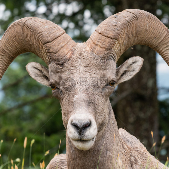 大角羊Oviscanadensis图片摄于加拿大不列颠哥伦比亚省库特尼公园物种非城市活的图片