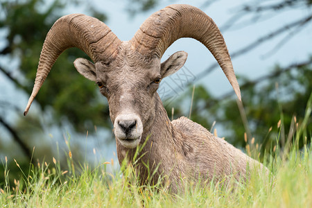 物种大角羊Oviscanadensis图片摄于加拿大不列颠哥伦比亚省库特尼公园平头自然图片