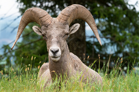 大角羊Oviscanadensis图片摄于加拿大不列颠哥伦比亚省库特尼公园生态系统绵羊动物群图片