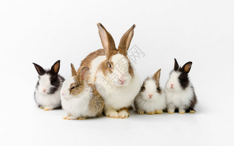 一群宠物兔子图片