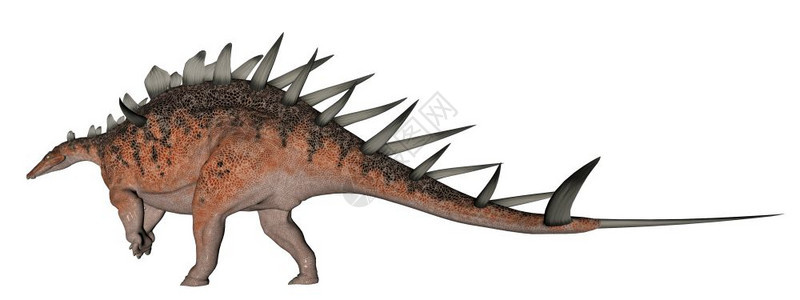 肯特龙恐背面有很多尖刺在白色背景的肯特龙恐弦数据生物古学图片