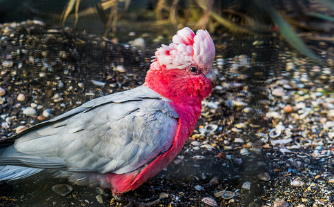 加拉Galah一只玫瑰胸养殖业受欢迎的宠物来自澳大利亚的热带鸟类肖像成人灰色的鹦鹉图片