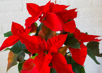 来自远距离传统和装饰圣诞红星植物的花朵Poinsettia传统的热带花瓣图片