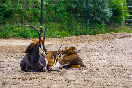 双对可ableantolopes在一起男和女antelopes热带动物种从非洲动物园爱图片
