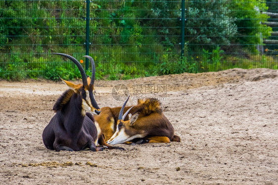 双对可ableantolopes在一起男和女antelopes热带动物种从非洲动物园爱图片