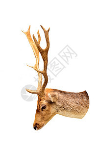 哺乳动物在白色背景上孤立的鹿头自然肉图片