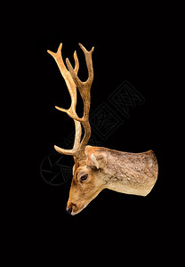 毛皮在白色背景上孤立的鹿头黑色尾巴野生动物图片