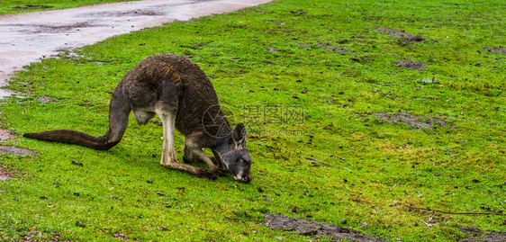 巨足类吃在草地上放牧来自澳洲的袋鼠Kangaroo常设图片