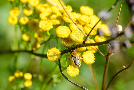在乌克兰基辅温暖的夏日阳光下在黄塔尼斯花纳塞通粗俗的黄香花上觅食这些山羊也称为石膏蜜蜂或聚酯自然或者萤火虫图片