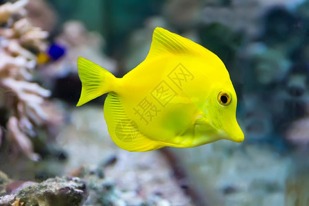 水族箱中斑马体黄塘鱼的形象水族馆绿松石手图片