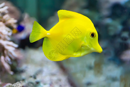 单眼水族箱中斑马体黄塘鱼的形象西奈阿波贡图片