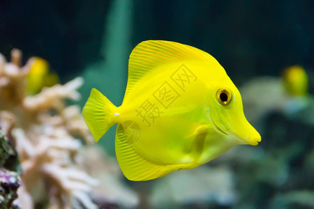 唐挥发物水族箱中斑马体黄塘鱼的形象栀子花图片