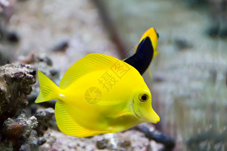 水族箱中斑马体黄塘鱼的形象小丑水族馆阿尔图姆图片