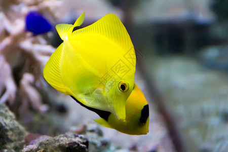 慈鲷科龙葵翼水族箱中斑马体黄塘鱼的形象图片