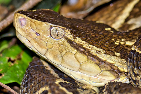 毒液Ferdelance毒蛇Terciopelo毒蛇Bothropsasper热带雨林哥斯达黎加中美洲国按照危险的图片