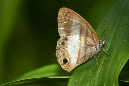 生物多样自由美国热带蝴蝶美洲厄瓜多尔皮钦查省MaquipucucunaCloud森林保护区图片