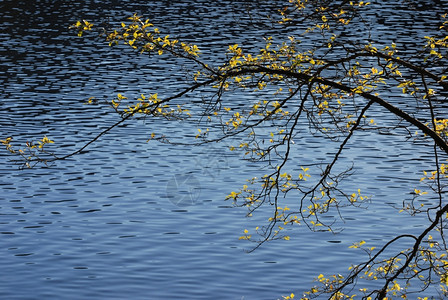 池塘公园橡木湖边树林图片