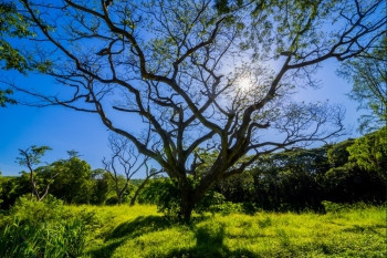 环境绿草地上的大雨树植物和蓝天空的阳光自然背景下的蓝色天空使用是一片美丽的土地太阳户外图片