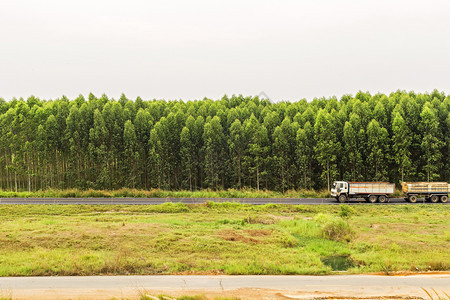 乡村的美丽旧卡车在与Eucalyptus森林的路上旅行图片