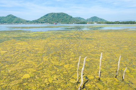 泰国热带海洋和渔村的藻类开花泰国夏天沼泽生长图片