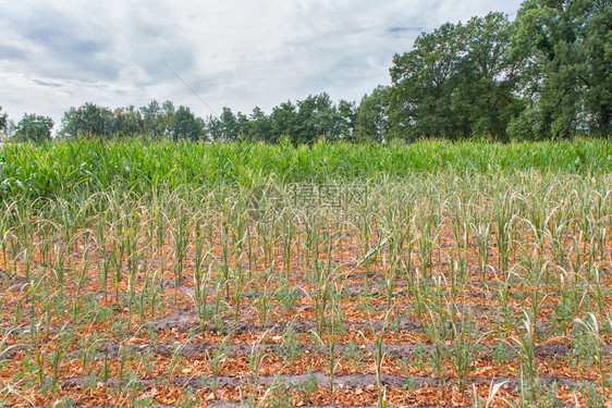 坏的农业破夏季干枯的玉米作物干旱情况天气地下水图片