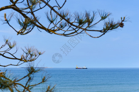 运输海上的船在地平线松杉在海岸的树枝上松杉在海岸的树枝在海船地平线松树分支机构图片