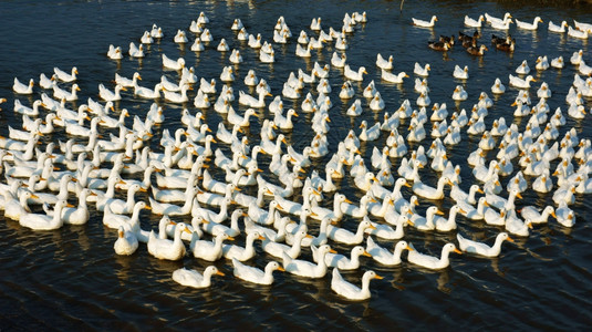 农村在水中游泳的鸭群他们让游荡在大自然中这是感染H5N1H7N9等流感的危险放牧团体图片