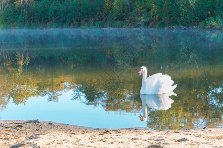 浪漫河一只天鹅在湖上一只孤独的天鹅在森林池塘里一只孤独的天鹅在森林池塘里一只天鹅在湖上水图片