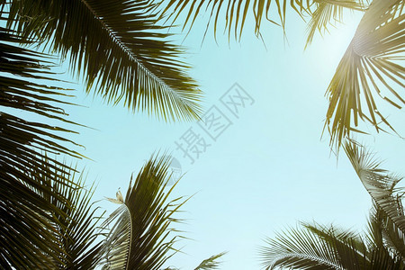 自然阳光蓝天空棕榈树热带背景的棕榈树夏季旅行和假期概念a热带背景的棕榈树蓝色图片