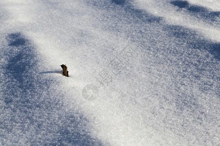 清除孤独冬季在雪和地的草枝背景下在雪和地的草叶上露出干燥的青草枝续约图片