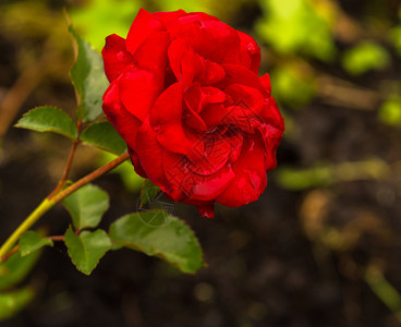 美丽红玫瑰芽树叶上有水滴红玫瑰芽花叶上也有水滴生日明亮的图片