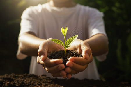 树苗照顾幼儿的小植物手在清晨光亮时握着小树叶子农业图片