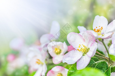 果园花里盛开的苹果树特写与白花苹果树的色朵园中盛开的苹果树特写与白花香味绽放图片