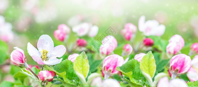 花园里盛开的苹果树特写与白花苹果树的色朵园中盛开的苹果树特写与白花水果颜色园图片