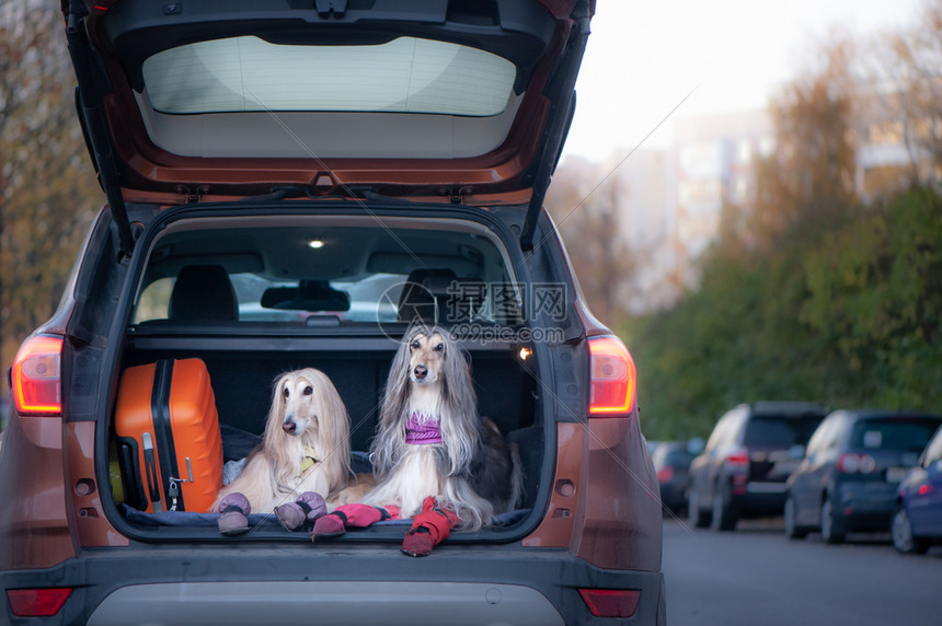 别致美丽运输车上有两只优雅的阿富汗猎犬与动物一起旅行的概念在汽车后备箱中用手提和行李运送狗图片