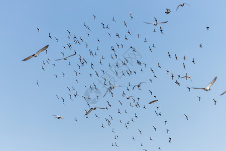 收藏飞鸟和鸽子群过蓝天背景一种翅膀高清图片