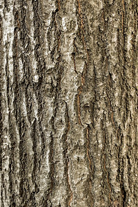 生态植被自然高分辨率照片顶端树皮高品质照片图片