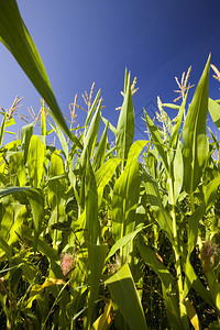 健康农田乡村的业地上绿色玉米夏季的蓝天对准绿色玉米图片