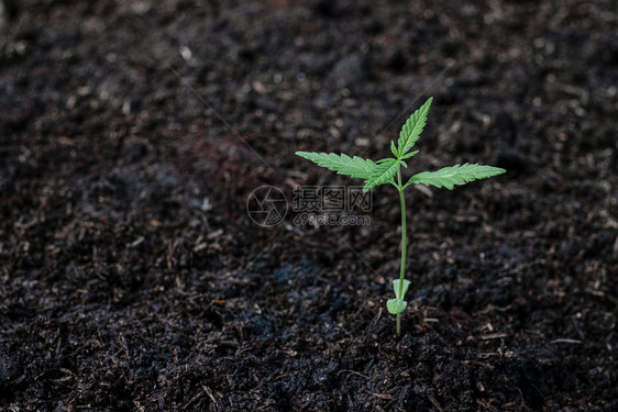 腐殖质增生草本以土壤为背景在地面上种植少量幼苗的植物图片