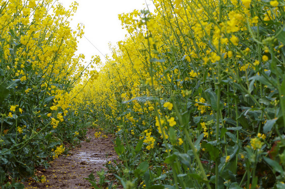 油菜花田地图片