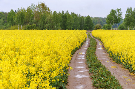 油菜花田地图片