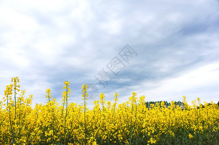 美丽的油菜花田图片