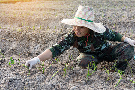 土地树女士园艺妇在其花种植甜土豆图片