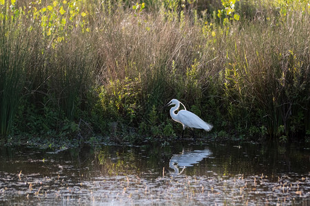 白色小塔夫Egret在池塘里寻找其普丽雅鸟类学观账单图片