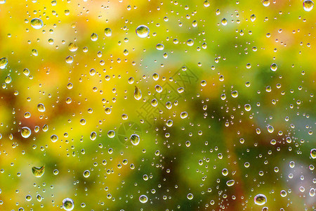 充满活力秋天窗户上的雨滴秋色鲜绿叶子背景纹理窗户上的雨滴子秋花黄色的图片