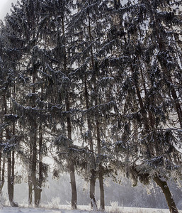 户外轮廓神秘森林的冬季长青生芽和松树针头覆盖了自然中的雪和霜冻地貌不需要冬季森林图片